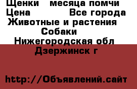 Щенки 4 месяца-помчи › Цена ­ 5 000 - Все города Животные и растения » Собаки   . Нижегородская обл.,Дзержинск г.